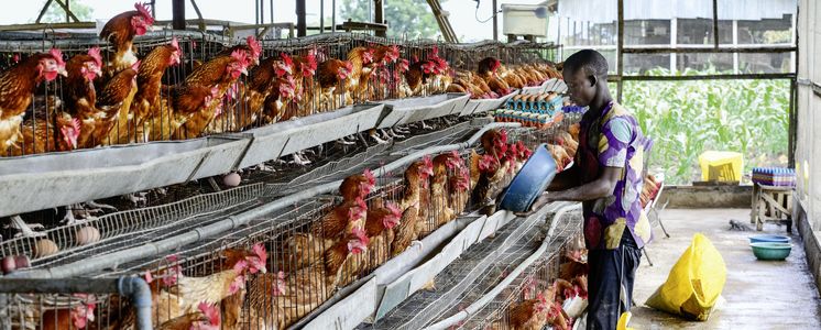 Hühner in Käfigen werden von dem Farmer gefüttert