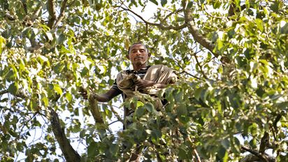 Mann sammelt Saatfrüchte im Baum