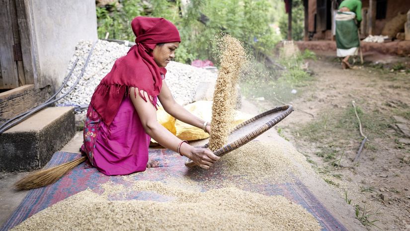 Frau trennt Reis von der Spreu, schwenkt Reis durch ein Sieb