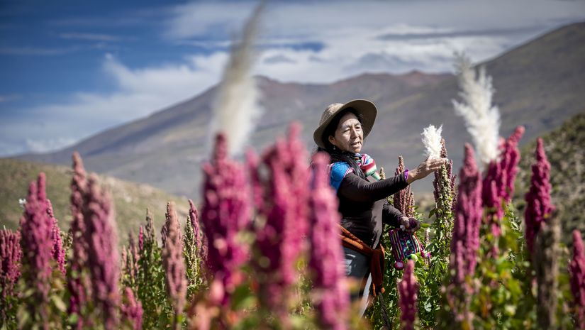 Die Bäuerin Ema Flores Cabrera in ihrem Quinoa-Feld nahe des Salar de Uyuni 