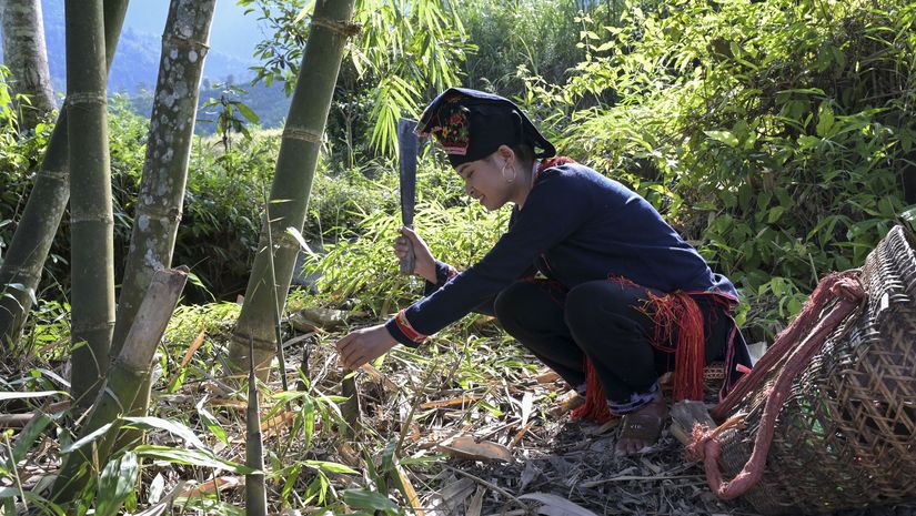 Ton Hoang Thi erntet Bambussprossen in ihrem Garten