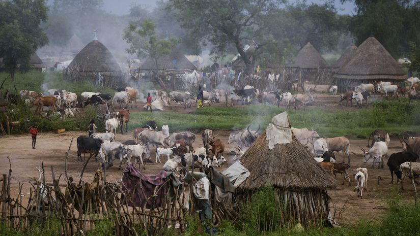 Rinder in einem Dorf