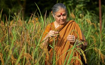 Wie Vandana Shivas Saatgutbank Ernten steigert