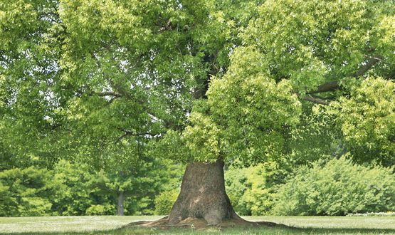 Auswahlverfahren für Green / Social / Sustainability Bonds