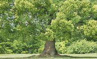 Auswahlverfahren für Green / Social / Sustainability Bonds