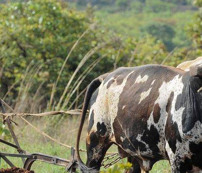 Afrika ANGOLA Kwanza Sul, laendliches Entwicklungsprojekt BfdW und ACM-KS, landwirtschaftliche Beratung und Verbesserung der Anbaumethoden, Kreditvergabe für Ochsengespann mit Pflug, Feldarbeit mit Pflug.