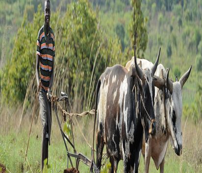 Afrika ANGOLA Kwanza Sul, laendliches Entwicklungsprojekt BfdW und ACM-KS, landwirtschaftliche Beratung und Verbesserung der Anbaumethoden, Kreditvergabe für Ochsengespann mit Pflug, Feldarbeit mit Pflug.