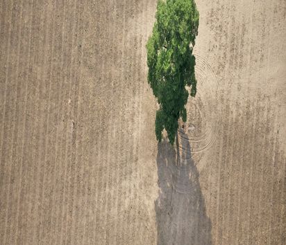 Im argentinischen Chaco, einem der artenreichsten LebensrÃ¤ume der Erde, machen skrupellose Vertreter des Agrobusiness den indigenen VÃ¶lkern ihr Land streitig. Mit schweren Maschinen und gezielt gelegten BrÃ¤nden wird der Wald gerodet und Platz fÃ¼r Monokulturen wie Soja, Zuckerrohr und die Ã¶lhaltige FÃ¤rberdistel geschaffen, die als ExportgÃ¼ter vor allem nach China, aber auch nach Europa gelangen. Trotz eines seit 2008 bestehenden Verbotes wird weiterhin abgeholzt. Die verwertbaren StÃ¤mme werden verkauft, der Rest mit Bulldozern brandgerodet. Foto zeigt: Luftaufnahme aus einer Cessna: Einsamer groÃüer Baum in der Mitte eines Feldes. Projektpartner: ASOCIANA, Acompanamiento Social de la Iglesia Anglicana del Argentina