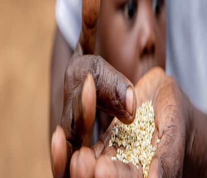 Gift Dirani (65) und seine Frau Evelyn (61) leben mit 5 ihrer 11 Kinder und 3 Enkelkindern auf ihrem Hof in Nyanyadzi, Chimanimani an der Ostgrenze Simbabwes. Die Region hat eine schwere Dürre erlebt und ist vom Klimawandel stark betroffen. Dadurch sind die Kleinbauern von großen Verlusten bei der Ernte und dem Viehbestand bedroht.Projektpartner: Towards Sustainable Use of Resources Organisation (TSURO)