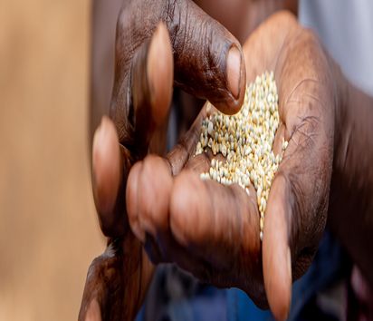 Gift Dirani (65) und seine Frau Evelyn (61) leben mit 5 ihrer 11 Kinder und 3 Enkelkindern auf ihrem Hof in Nyanyadzi, Chimanimani an der Ostgrenze Simbabwes. Die Region hat eine schwere Dürre erlebt und ist vom Klimawandel stark betroffen. Dadurch sind die Kleinbauern von großen Verlusten bei der Ernte und dem Viehbestand bedroht.Projektpartner: Towards Sustainable Use of Resources Organisation (TSURO)