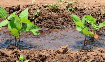 Virtuelles Wasser: Zu viel Wasser im Einkaufskorb