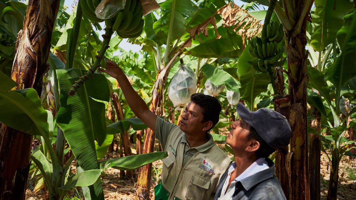 Un empleado de CEDEPAS Norte enseña a Francisco en su plantación de plátanos.