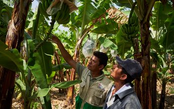 Francisco und ein Mitarbeiter von Cedepas Norte auf seiner Bananenplantage