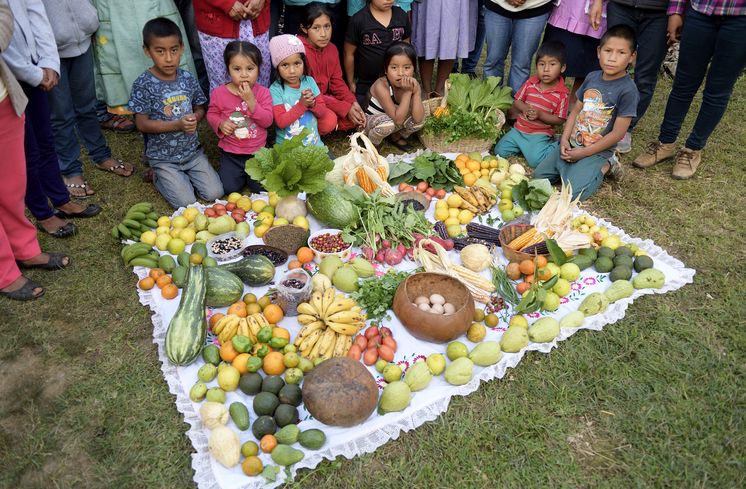 Produktvielfalt Dank der neuen Anbaumethoden und Gewäschhäuser, die durch SER in der gemeinde eingeführt wurden, gibt es heute eine Vielzahl von unterschiedlichen Produkten und ausgewogene Ernährung, San Marcos Moctum, Bundesstaat Oaxaca, Mexiko - Projektpartner Servicios del Pueblo Mixe (SERMIXE)