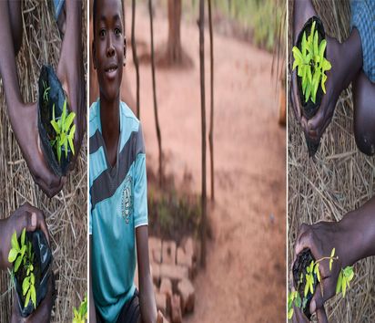 Collge mit einem Bild von Chimwemwe Gama und Händen die Setzlinge halten