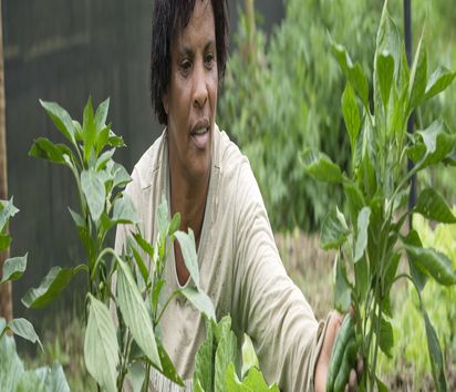 Rosineia Suares (48) cuida das suas plantas hortícolas na estufa da sua cooperativa. A cada família foram dados 1000 m2 de terreno. A organização AS-PTA aconselha as famílias.