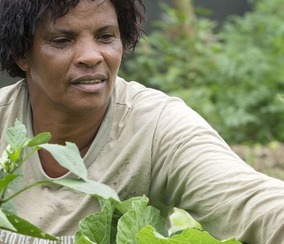Rosineia Suares (48) cuida das suas plantas hortícolas na estufa da sua cooperativa. A cada família foram dados 1000 m2 de terreno. A organização AS-PTA aconselha as famílias.