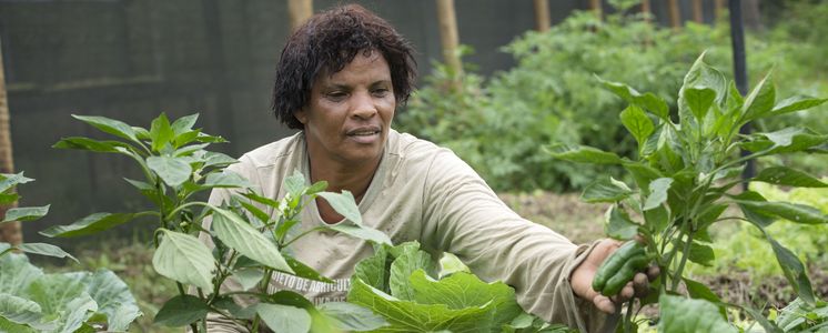 Rosineia Suares (48) cuida das suas plantas hortícolas na estufa da sua cooperativa. A cada família foram dados 1000 m2 de terreno. A organização AS-PTA aconselha as famílias. Rosineia Suares (48) cuida das suas plantas hortícolas na estufa da sua cooperativa. A cada família foram dados 1000 m2 de terreno. A organização AS-PTA aconselha as famílias.