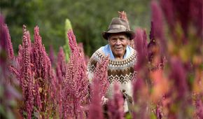 Das Wunderkorn Quinoa rettet Andenbauern