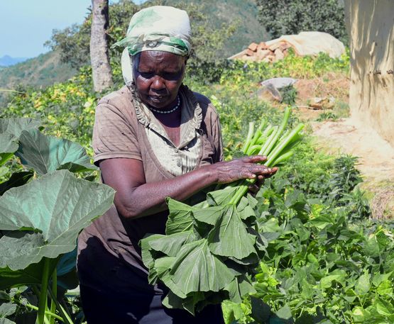 Farmerin Mary erntet Kürbisblätter für Verkauf auf dem Markt 