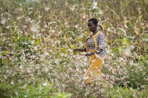 Milliarden von Heuschrecken zerstören die Ernte in weiten Teilen Ostafrikas.