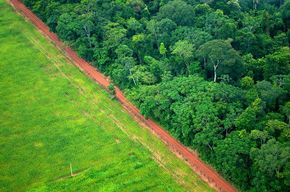 Kate Evans/CIFOR