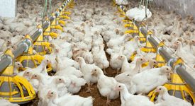 White chickens at the poultry farm.