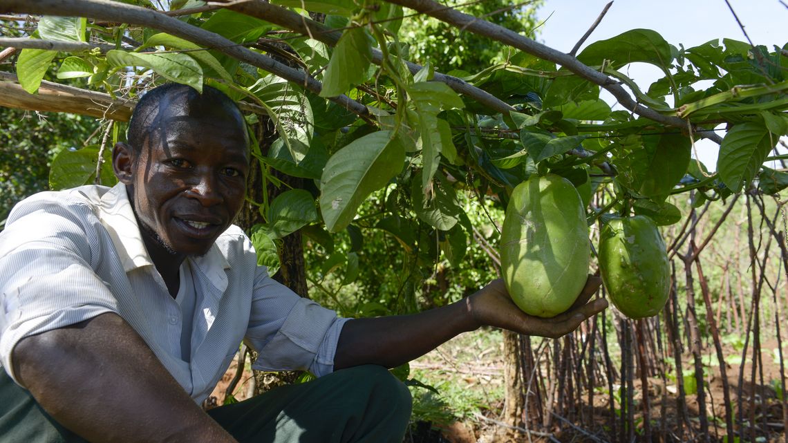  Isaya Mwita zeigt Granadilla in seinem Gemüsegarten