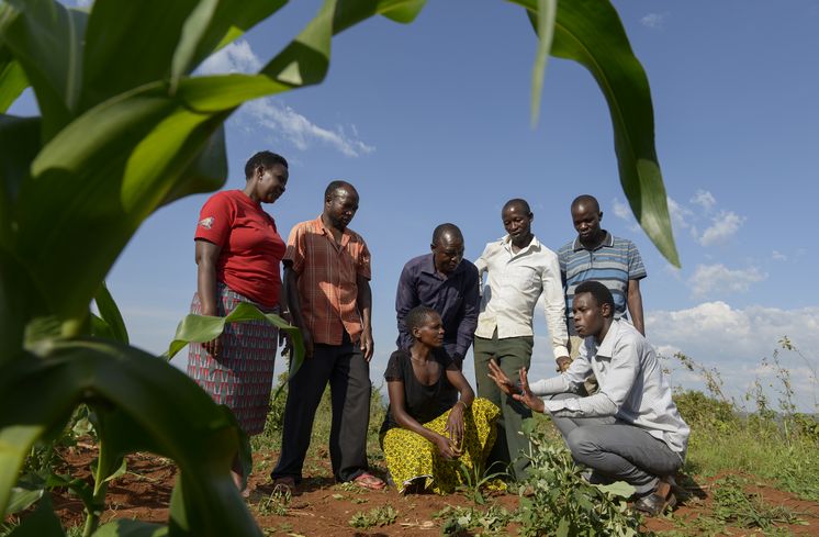 TANSANIA, Tarime Distrikt, MFEC - Mogabiri Farm Extension Centre, Dorf Kewamaba, Farm von Isaya Mwita, 34 Jahre, und seiner Frau Grace, 23 Jahre, Isaya wendet die push-pull-Methode an, im Mais wird Desmodium gepflanzt, auch Wandelklee oder Bettlerkraut genannt. Diese Huelsenfrucht bindet Stickstoff aus der Luft im Boden, sorgt so fuer Duenger. Und sie vertreibt mit ihrem Geruch den Schaedling Eulenfalter sowie andere Schaedlinge wie den Staengelbohrer. - Im Bild: Angezogen werden diese wiederum von dem Duft von Elefantengras, das als Futterpflanze am Rand der Felder gepflanzt wird. Dort legen die Schaedlinge nun bevorzugt ihre Eier ab - und nicht auf den Maisblaettern. Wenn die Larven schluepfen, koennen sie sich aber auf Elefantengras nicht entwickeln - Farmer mit Beratern von MFEC