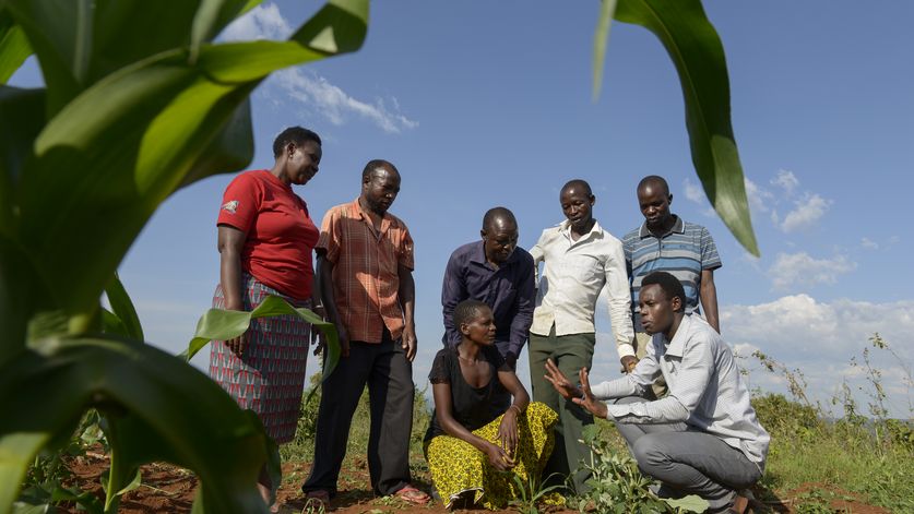 TANSANIA, Tarime Distrikt, MFEC - Mogabiri Farm Extension Centre,  Dorf Kewamaba, Farm von Isaya Mwita, 34 Jahre, und seiner Frau Grace, 23 Jahre, Isaya wendet die push-pull-Methode an, im Mais wird Desmodium gepflanzt, auch Wandelklee oder Bettlerkraut genannt. Diese Huelsenfrucht bindet Stickstoff aus der Luft im Boden, sorgt so fuer Duenger. Und sie vertreibt mit ihrem Geruch den Schaedling Eulenfalter sowie andere Schaedlinge wie den Staengelbohrer. - Im Bild: Angezogen werden diese wiederum von dem Duft von Elefantengras, das als Futterpflanze am Rand der Felder gepflanzt wird. Dort legen die Schaedlinge nun bevorzugt ihre Eier ab  - und nicht auf den Maisblaettern. Wenn die Larven schluepfen, koennen sie sich aber auf Elefantengras nicht entwickeln - Farmer mit Beratern von MFEC