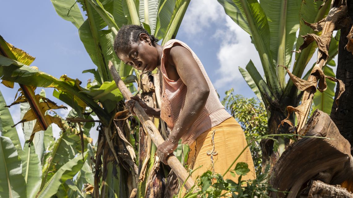 Die Begünstigte Aster Semtet bei der Arbeit während des langwierigen Prozesses der Herstellung eines lokalen Grundnahrungsmittels aus falscher Banane in ihrem Haus. Die Ensete sehen aus wie Bananenpflanzen, aber sie tragen keine Früchte. Deshalb nennen die Menschen in Äthiopien sie auch „Falsche Banane“. Mit einem scharf geschliffenen Holzstück schabt die Kleinbäuerin die weiße Stärke von den Blättern. Den so gewonnenen Brei wird sie mehrere Tage in einem Erdloch gehen lassen wie einen Teig und daraus über dem offenen Feuer viele Brote backen. Die Pflanzenfasern, die nach dem Abschaben übrigbleiben, verarbeitet Aster Semtet zu widerstandsfähigen Seilen. Partnerorganisation: EECMY-DASSC