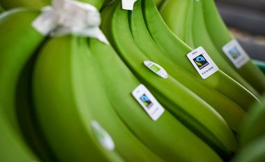 grüne Bananen aus Peru mit einem FAIRTRADE Sticker