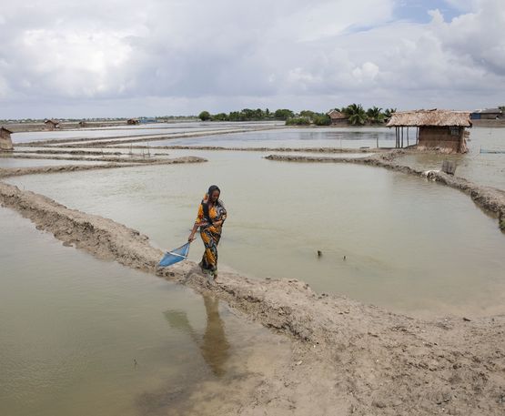 Frau läuft durch ein ein geflutetes Reisfeld