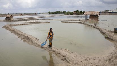 Frau läuft durch ein ein geflutetes Reisfeld