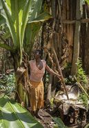 Die Begünstigte Aster Semtet bei der Arbeit während des langwierigen Prozesses der Herstellung eines lokalen Grundnahrungsmittels aus falscher Banane in ihrem Haus. Die Ensete sehen aus wie Bananenpflanzen, aber sie tragen keine Früchte. Deshalb nennen die Menschen in Äthiopien sie auch „Falsche Banane“. Mit einem scharf geschliffenen Holzstück schabt die Kleinbäuerin die weiße Stärke von den Blättern. Den so gewonnenen Brei wird sie mehrere Tage in einem Erdloch gehen lassen wie einen Teig und daraus über dem offenen Feuer viele Brote backen. Die Pflanzenfasern, die nach dem Abschaben übrigbleiben, verarbeitet Aster Semtet zu widerstandsfähigen Seilen. Partnerorganisation: EECMY-DASSC