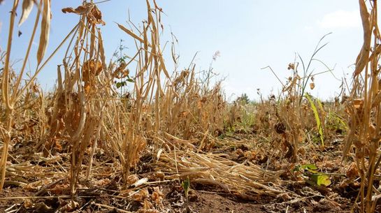 Mehr als die Hälfte der Weltbevölkerung könnten bis bis Mitte des Jahrhunderts unter Wassermangel  leiden