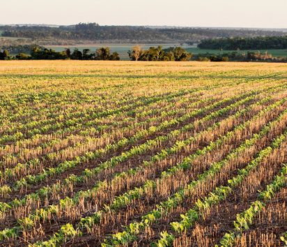 Feld mit genmanipuliertem Soja