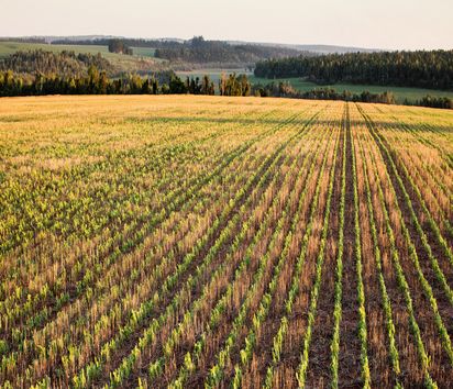 Feld mit genmanipuliertem Soja