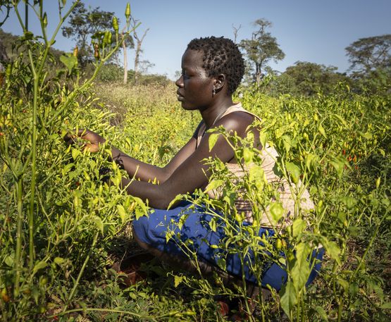 Sarech Luwo Mugeda pflückt am 26. November 2025 in Yerni im Südwesten Äthiopiens Chilischoten in einem kleinen Bewässerungsprojekt.Partnerorganisation: EECMY-DASSC