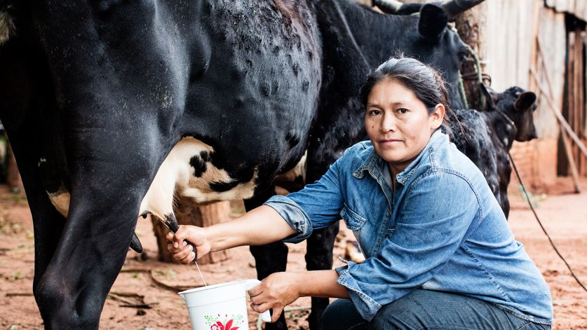 Petrona Martinez (36) melkt die Kuh. Die Mitarbeiter von Oguasu haben ihr die Fertigkeiten fuer die Aufzucht beigebracht. (c) Kathrin Harms/Brot fuer die Welt