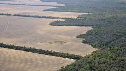 Luftaufnahme von landwirtschaftlich genutzten Flächen mit großen, hellbraunen Feldern, die von Waldstreifen und größeren Waldgebieten umgeben sind.