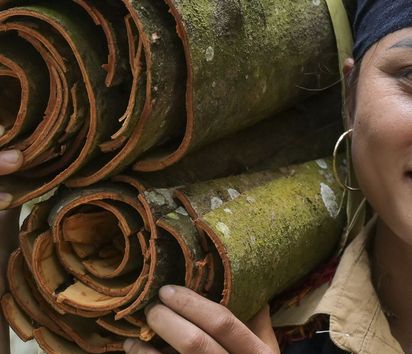 Ton Hoang Thi harvesting cinnamon