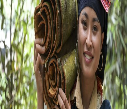 Ton Hoang Thi harvesting cinnamon