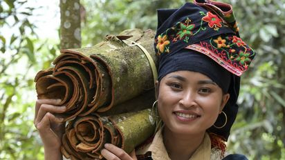 Ton Hoang Thi, 30 Jahre, Kleinbäuerin, seit 2018 im Projekt,  bei der Zimternte, die Rinde des Zimtbaum wird geschält und anschließend getrocknet, daraus entstehen die bekannten Zimtstangen.Projektpartner: Yen Bai Womens‘ Union - YBWU