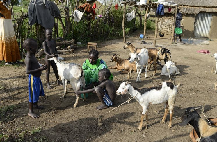 Neues Leben für Kriegsflüchtlinge aus Südsudan AETHIOPIEN, Gambela, Projekte EECMY-DASSC, Region Itang, Dorf Pilual der Ethnie NUER, Hof von Herr Mun Kunen und Frau Neelam , sie sind vor dem Buergerkrieg aus dem Suedudan gefluechtet, mit Ziegen die sie vom Projekt erhalten haben