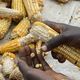 Weiterverarbeitung von geerntetem Mais in Äthiopien