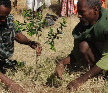 In Ethiopia a slope is being reforested: priests and monks of the nearby monastery Montogera have gathered at this symbolic planting of a church forest.