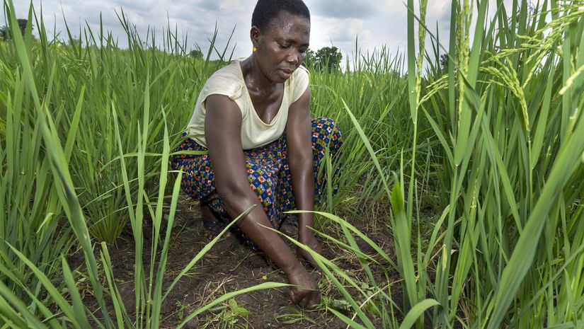 Ausland, Afrika, Westafrika, Togo, Ressourcen, Ernährung, Nahrung, Lebensmittel, Nahrungsmittel, Landwirtschaft, Kleinbauer, Roherzeugniss, Grundnahrungsmittel, Reis, Trockenreis, Reisanbau, Unkrautwuchs, Feld, Nutzland, Bauer, Farmer, Bewirtschaften, jäten, Frau