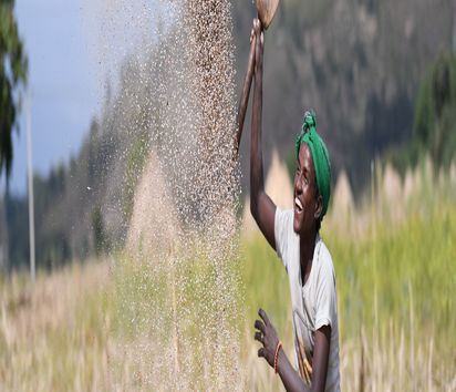 Ernte Saison in der South Wollo Amhahra Region, Die Bauern dreschen Sorgum.
