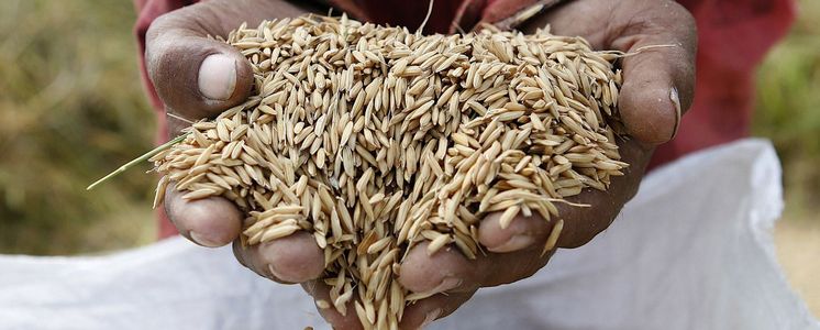 Ernährungssicherheit gehört zu den vorrangigen Zielen der Arbeit von Brot für die Welt.